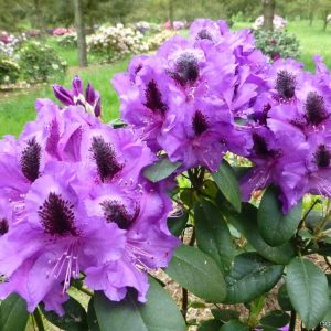 Rododendras 'Peter Alan‘ / Rhododendron 'Peter Alan‘
