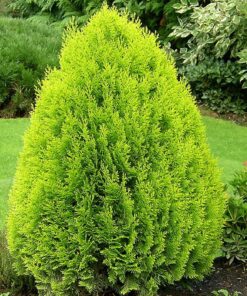 Rytinė tuja 'Aurea Nana‘ / Thuja orientalis 'Aurea Nana'