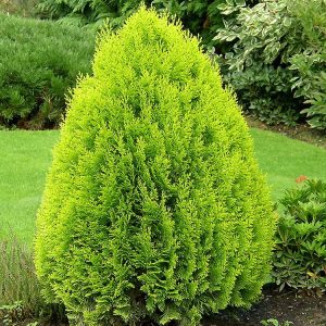 Rytinė tuja 'Aurea Nana‘ / Thuja orientalis 'Aurea Nana'