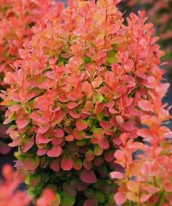 Alternative view of Tunbergo raugerškis ‘Florence’ / Berberis thunbergii ‘Florence’