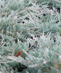 Alternative view of Gulsčiasis - šliaužiantis kadagys ‘Blue Chip’ / Juniperus horizontalis ‘Blue Chip’