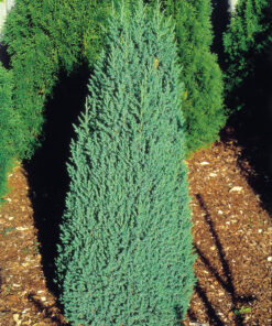 Alternative view of Kininis kadagys 'Stricta' / Juniperus chinensis 'Stricta'