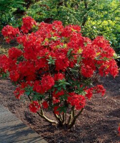 Azalija 'Nabucco‘ / Azalea 'Nabucco‘