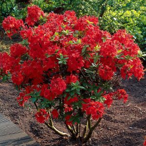 Azalija 'Nabucco‘ / Azalea 'Nabucco‘