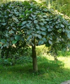 Alternative view of Kalninė guoba 'Camperdownii‘ / Ulmus glabra 'Camperdown‘