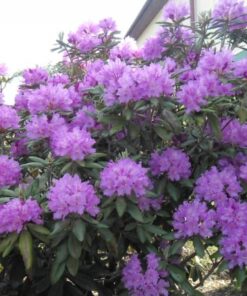 Rododendras 'Catawbiense Grandiflorum‘ / Rhododendron 'Catawbiense Grandiflorum‘