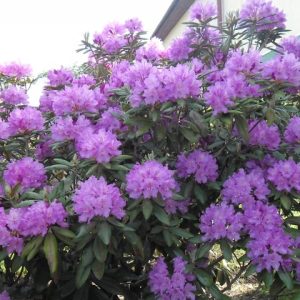 Rododendras 'Catawbiense Grandiflorum‘ / Rhododendron 'Catawbiense Grandiflorum‘