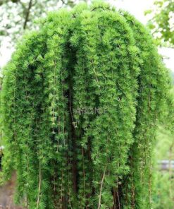 Alternative view of Europinis maumedis ‘Stiff Weeper’ / Larix kaempferi ‘Stiff Weeper’