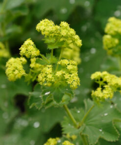 Paprastoji rasakila / Alchemilla vulgaris