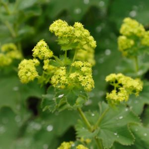Paprastoji rasakila / Alchemilla vulgaris