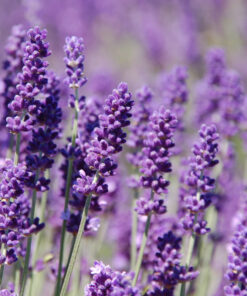 Levanda / Levandula