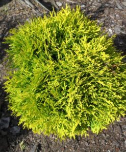 Alternative view of Vakarinė tuja 'Mirjam‘ / Thuja occidentalis 'Mirjam‘