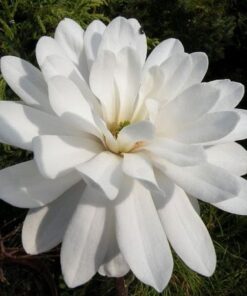 Magnolija 'Powder Puff‘ / Magnolia liliiflora x stellata 'Powder Puff‘