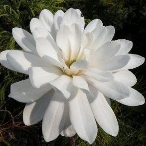 Magnolija 'Powder Puff‘ / Magnolia liliiflora x stellata 'Powder Puff‘