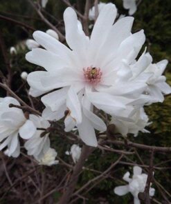 Alternative view of Magnolija 'Powder Puff‘ / Magnolia liliiflora x stellata 'Powder Puff‘