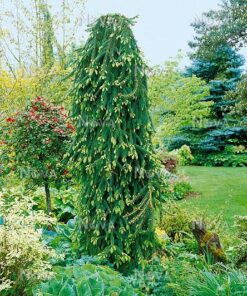 Paprastoji eglė 'Inversa‘ / Picea abies 'Inversa‘