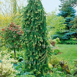 Paprastoji eglė 'Inversa‘ / Picea abies 'Inversa‘