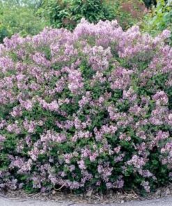 Alternative view of Tankiašakė alyva 'Palibin‘ / Syringa meyeri 'Palibin‘