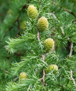 Alternative view of Europinis maumedis ‘Diana’ / Larix kaempferi ‘Diana’