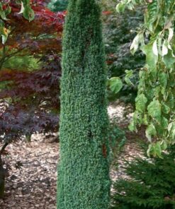 Alternative view of Paprastasis kadagys 'Arnold' / Juniperus communis 'Arnold'