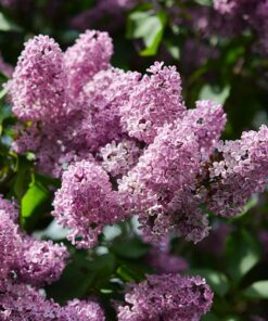 Tankiašakė alyva 'Palibin‘ / Syringa meyeri 'Palibin‘