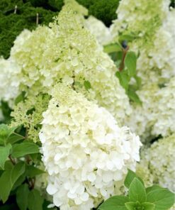 Alternative view of Šluotelinė hortenzija 'Polar Bear' / Hydrangea paniculata 'Polar Bear'