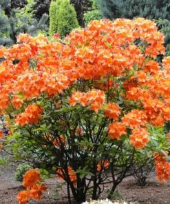 Azalija 'Glowing Embers‘ / Azalea 'Glowing Embers‘