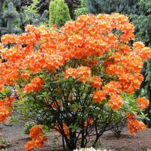 Azalija 'Glowing Embers‘ / Azalea 'Glowing Embers‘