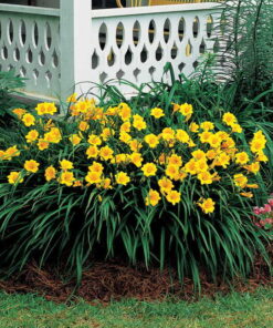 Hibridinė viendienė ‘Stella d'oro’ / Hemerocallis hybrida ‘Stella d'oro’