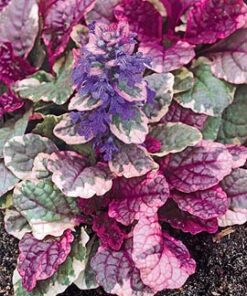 Alternative view of Šliaužiančioji vaisgina 'Burgandy Glow‘ / Ajuga reptans 'Burgundy Glow'