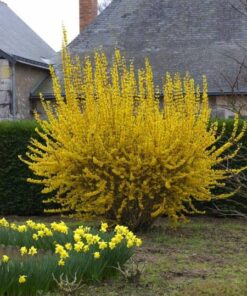 Tarpinė forsitija ‘Goldzauber’ / Forsythia x intermedia 'Goldzauber'