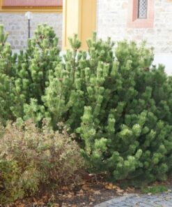 Alternative view of Kalninė pušis / Pinus mugo pumila