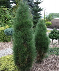 Alternative view of Juodoji pušis 'Green tower‘ / Pinus nigra 'Green tower‘