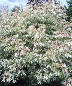 Alternative view of Uosialapis klevas 'Flamingo‘ / Acer negundo 'Flamingo‘