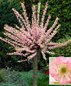 Alternative view of Triskiautis migdolas štambinė forma / Prunus triloba (stem)