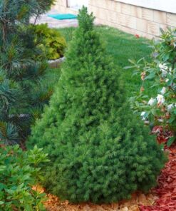 Alternative view of Paprastoji eglė 'Conica‘ / Picea abies 'Conica‘