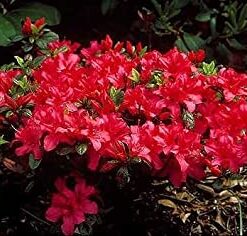 Alternative view of Japoninė azalija 'Geisha Orange' / Azalea japonica 'Geisha Orange‘
