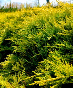 Alternative view of Tarpinis kadagys 'Golden Joy‘ / Juniperus x pfitzeriana ‘Golden Joy’