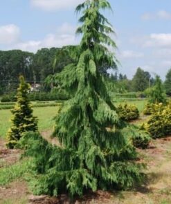 Alternative view of Nutkinis puskiparisis 'Pendula' / Chamaecyparis nootkatensis ‘Pendula'