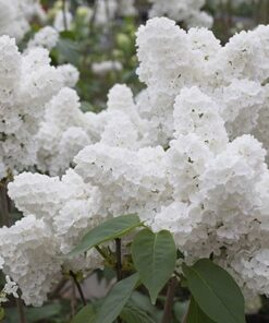 Paprastoji alyva 'Mademe Lemoine‘ / Syringa vulgaris ‘Madame Lemoine’