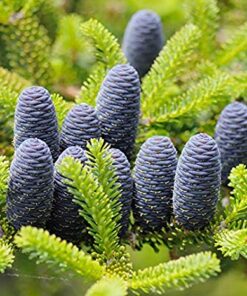 Alternative view of Korėjinis kėnis koreana 'Silberlocke‘ / Abies koreana 'Silberlocke‘