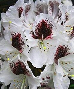 Alternative view of Rododendras 'Calsap‘ / Rhododendrom 'Calsap‘