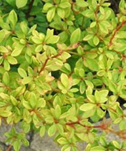Alternative view of Tunbergo raugerškis 'Golden Dream' / Berberis thunbergii 'Golden Dream'