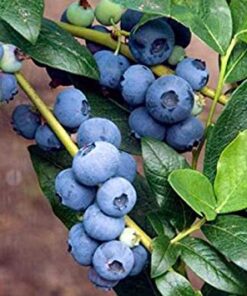 Alternative view of Aukštoji šilauogė 'Patriot‘ / Vaccinium corymbosum 'Patriot‘