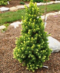 Alternative view of Paprastoji eglė 'Rainbow‘s End‘ / Picea abies 'Rainbow‘s End‘