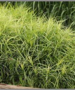 Palminė viksva 'Ice Fountains‘ / Carex muskingumensis 'Ice Fountains‘