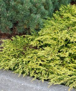 Paprastasis kadagys 'Goldschatz' / Juniperus communis 'Goldschatz'