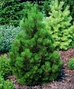 Bosninė pušis (sin. baltažievė) 'MALINKI'  / Pinus heldreichii (syn. Leucodermis) ‘Malinki’