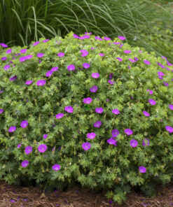 Alternative view of Raudonžiedis snaputis / Geranium sanguineum