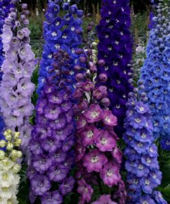 Alternative view of Pentinius (Šarkakojis) / Delphinium
